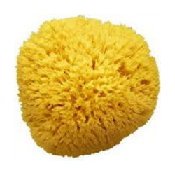 BEAUTYTIME SPUGNA NATURALE DAMA MEDIA