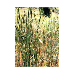 MSA SECALE CEREALE 50 ML