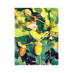 MSA QUERCUS PEDUNCOL 50 ML