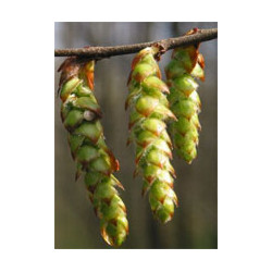 MSA CARPINUS BETULUS 50 ML