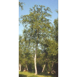 MSA BETULA PUBESCENS 50 ML