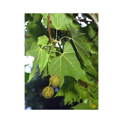 MSA PLATANUS ORIENTA 50 ML