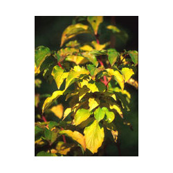 MSA CORNUS SANGUINEA 50 ML