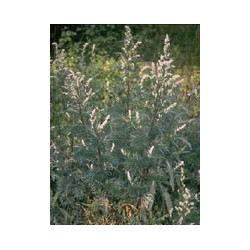 TSA ARTEMISIA VULGARIS 50 ML