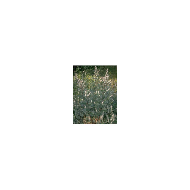 TSA ARTEMISIA VULGARIS 50 ML TSA ARTEMISIA VULGARIS 50 ML
