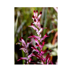 TSA FUMARIA OFFICINALIS 50 ML