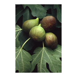 MSA FICUS CARICA 50 ML