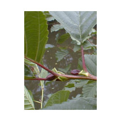 MSA ALNUS GLUTINOSA 50 ML