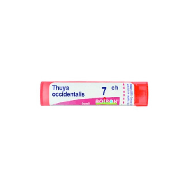 THUYA OCCIDENT 7CH GLOBULI THUYA OCCIDENT 7CH GLOBULI