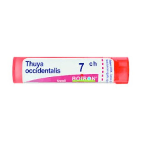 THUYA OCCIDENT 7CH GLOBULI