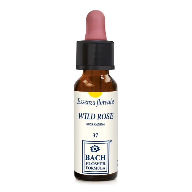 WILD ROSE ORIGINAL 10ML GTT WILD ROSE ORIGINAL 10ML GTT