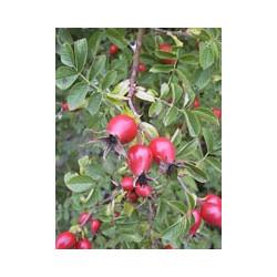 MSA ROSA CANINA 50 ML