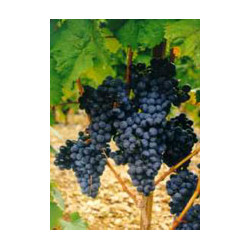 MSA VITIS VINIFERA 50 ML