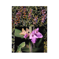 TSA SALVIA OFFICINALIS 50 ML