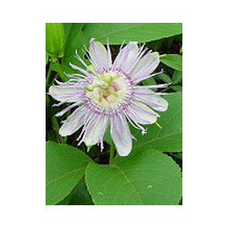 TSA PASSIFLORA INCARNATA 50 ML