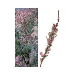 MSA TAMARIX GALLICA 50 ML