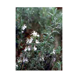 MSA ROSMARINUS OFFIC 50 ML