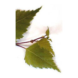 MSA BETULA VERRUCOSA 50 ML