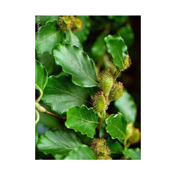 MSA FAGUS SYLVATICA 50 ML