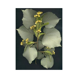 MSA TILIA TOMENTOSA 50 ML