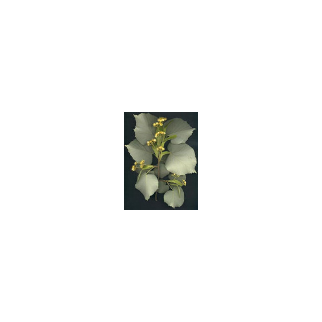 MSA TILIA TOMENTOSA 50 ML MSA TILIA TOMENTOSA 50 ML
