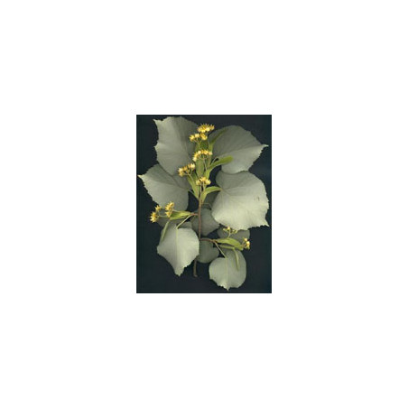 MSA TILIA TOMENTOSA 50 ML