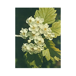 MSA CRATAEGUS OXYACA 50 ML